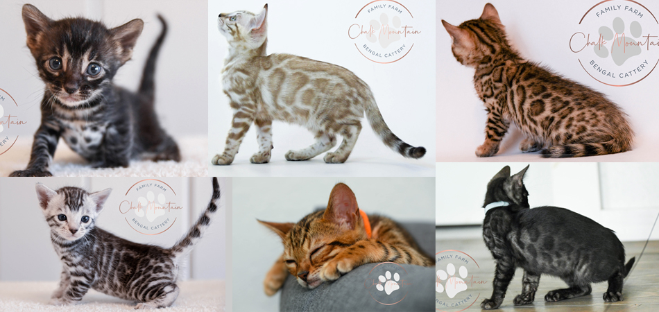 Bengal kittens for sale snow bengals silver and brown bengals for sale near me